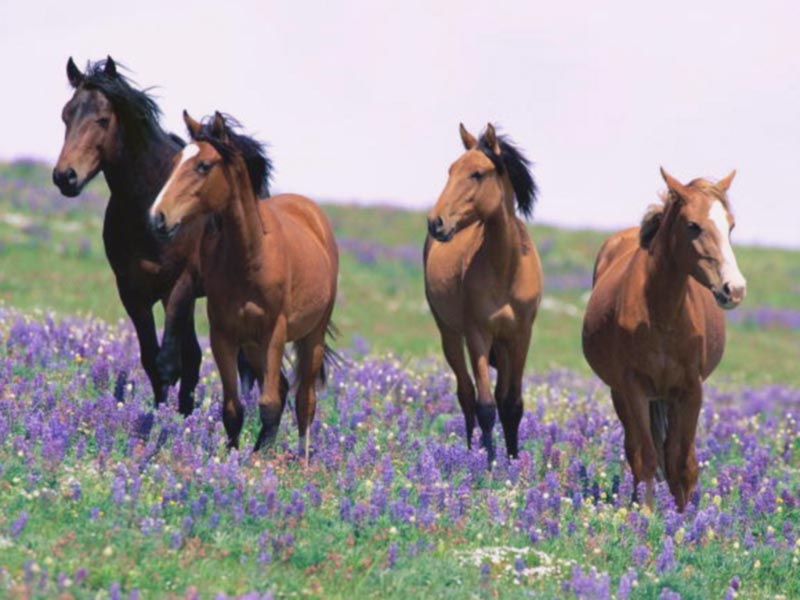 field horses picture