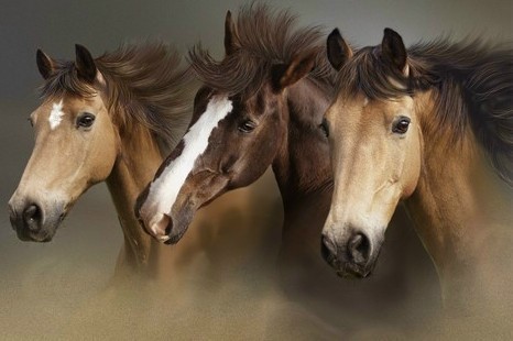 brown horses