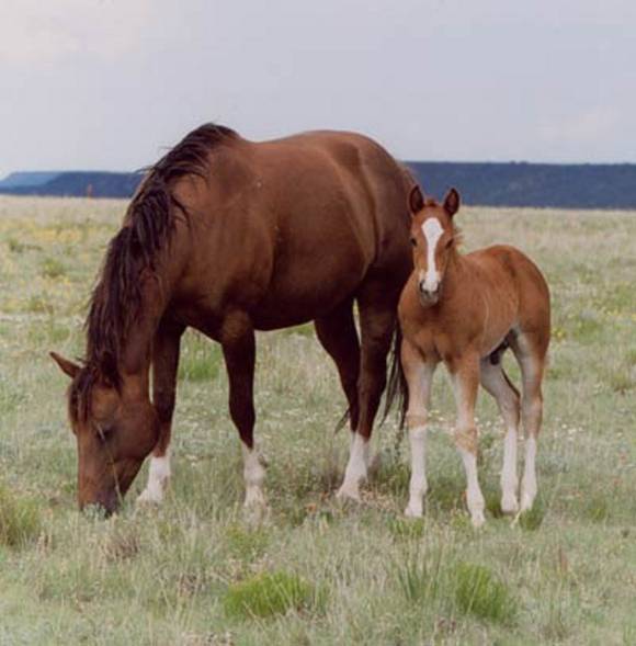 picture of horse baby