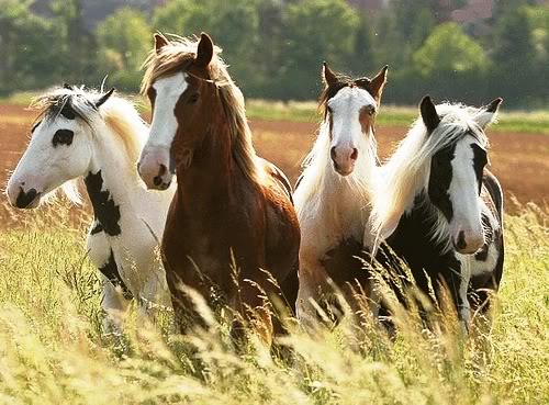 beautiful horses picture