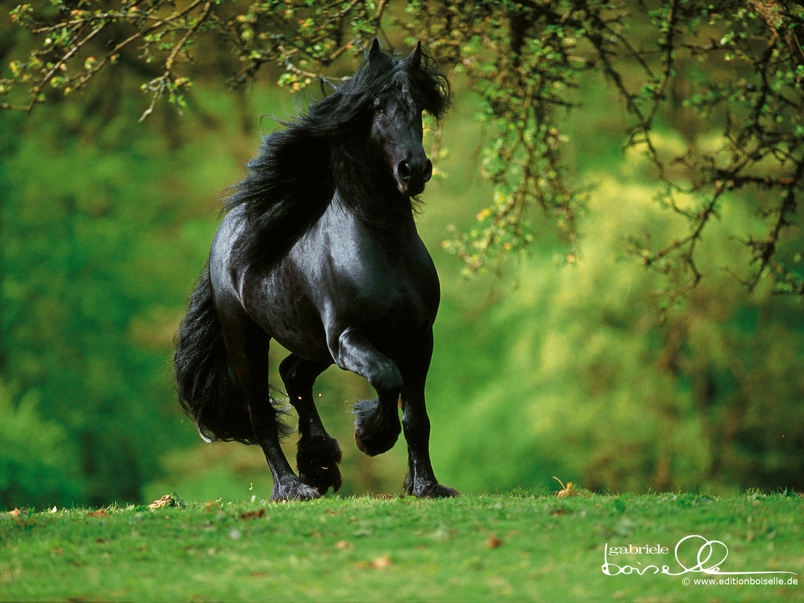 picture of black horse hd
