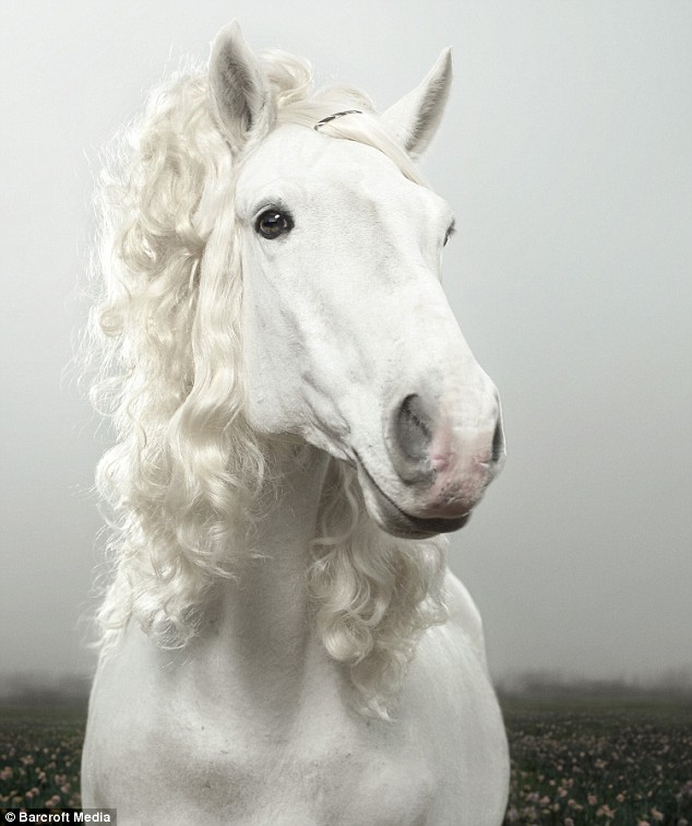 picture of white horse