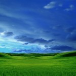 Grassy nature wallpaper