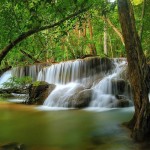 green leaves waterfall picture