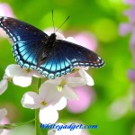 butterfly natural wallpaper