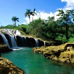 tree waterfall picture