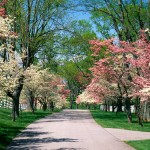 Dogwood Trees natural wallpaper