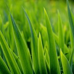 grass natural wallpaper