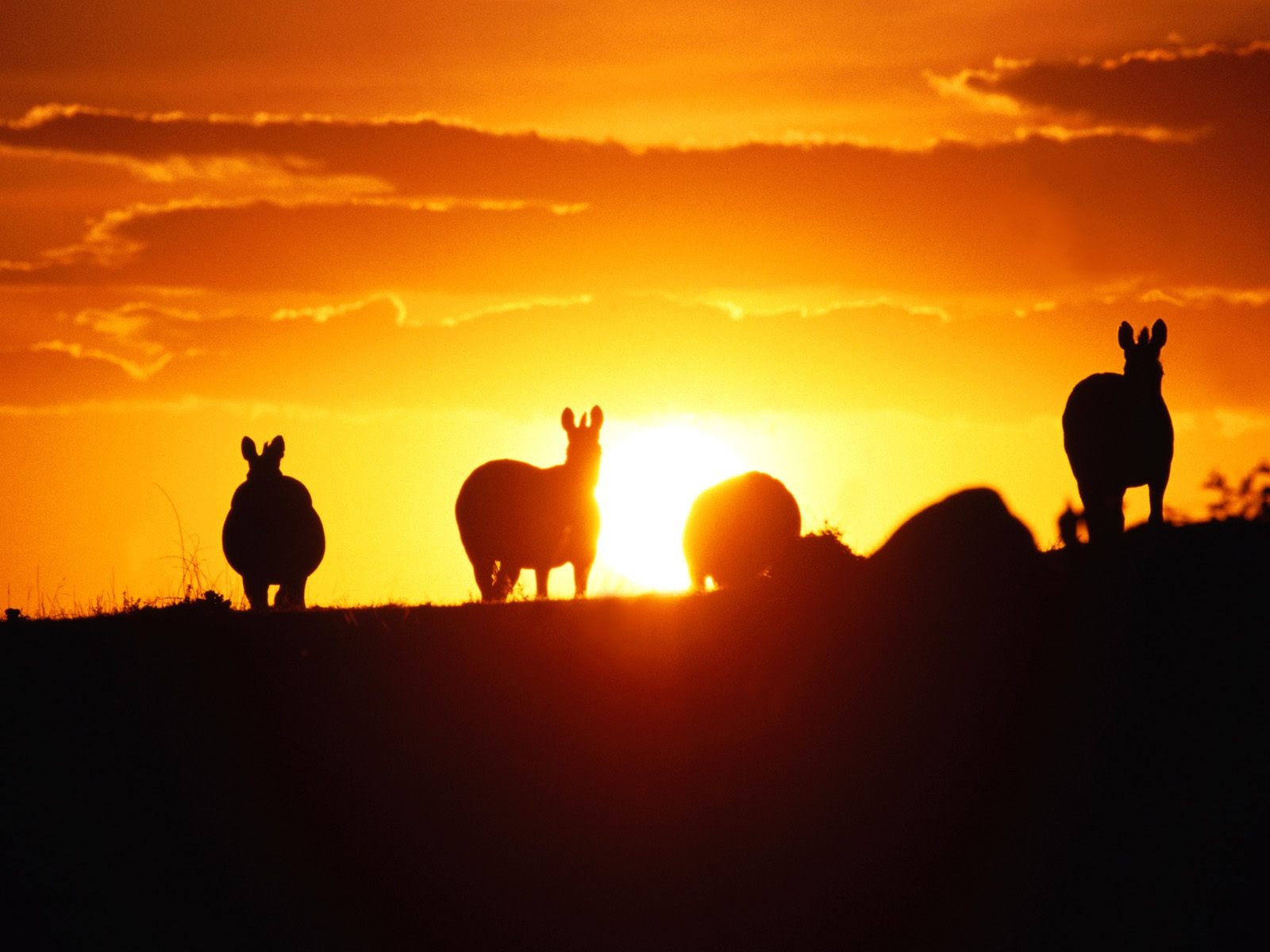 horses shadow sunset wallpaper