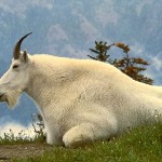 mountain goat picture