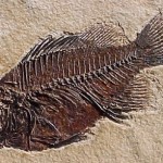 brown fossils picture
