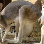 takes kangaroo picture