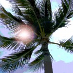 beautiful palm tree picture