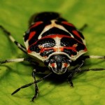 red insect picture