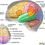 colorful brain picture