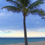 nice palm tree picture