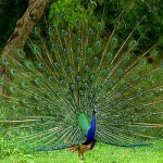 green peacock picture