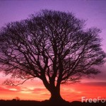 purple tree picture