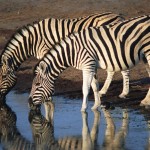 best zebras picture