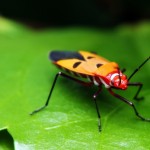 orange bug picture