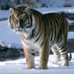 tiger on snow picture