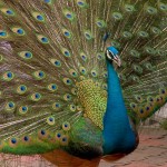 nice peacock picture