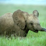 elephant on grass picture