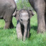 three elephant picture