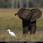 small baby elephant picture