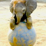 funny elephant picture