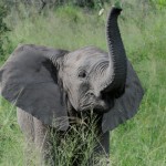 big elephant picture