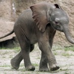 baby elephant walking picture