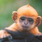 yellow monkey picture