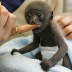 black monkey picture