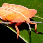 orange bug picture