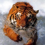 tiger on earth picture