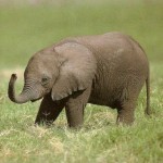cute elephant picture