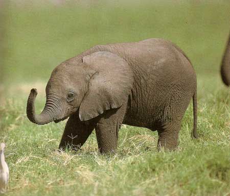 cute elephant picture