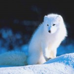 white fox wallpaper