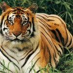 sad tiger picture