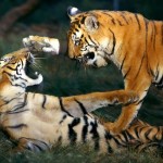 two tiger picture