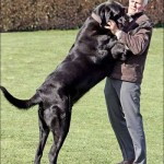 big dog quarrels with man