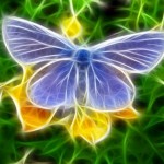 purple butterfly background picture