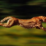 running cheetah picture