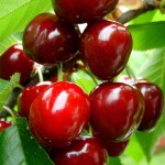 red cherry fruit picture