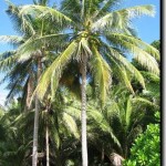 Coconut Tree picture
