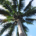 nice coconut tree wallpaper