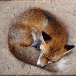 brown fox wallpaper