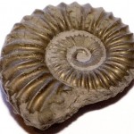 brown fossils picture