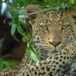 simple leopard picture